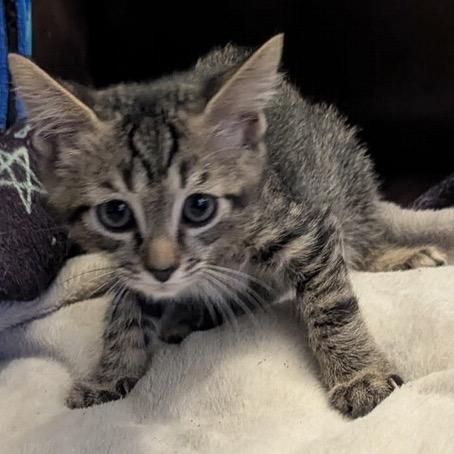 Enlarge Jinu, a Adoptable Domestic Short Hair in Las Vegas, NV image 5/6