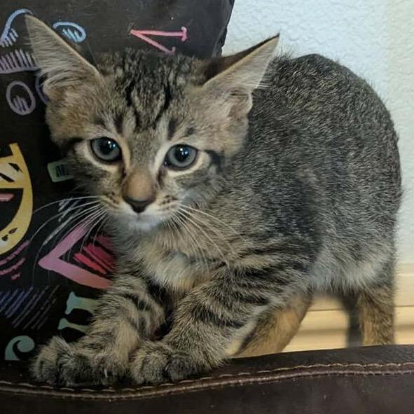 Enlarge Jinu, a Adoptable Domestic Short Hair in Las Vegas, NV image 6/6
