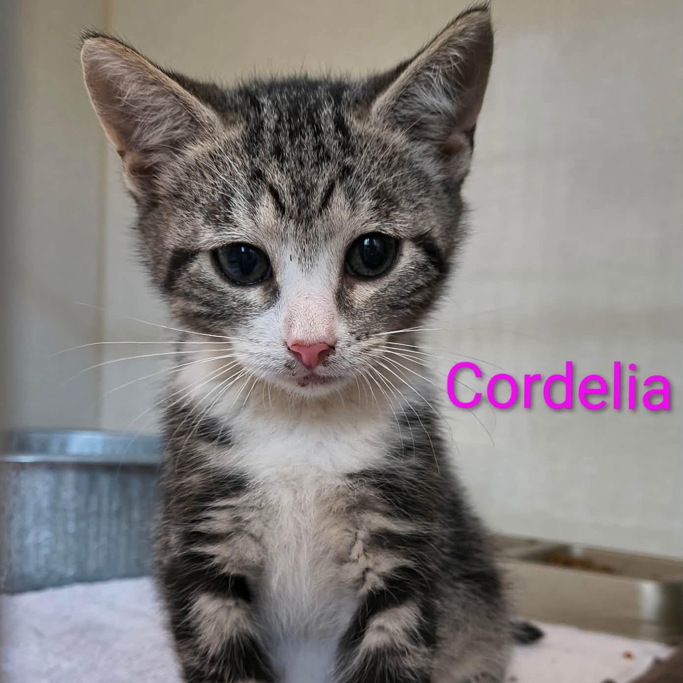 Cordelia photo
