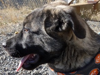 Sophie, Adoptable, Young Female Shepherd & Norwegian Elkhound.