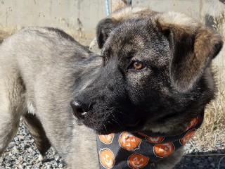 Sophie, a Adoptable mixed breed in Anaconda, MT image 2/4