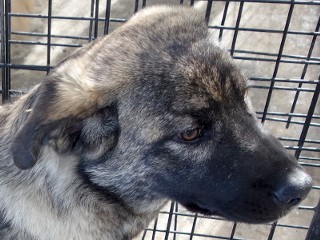 Sophie, a Adoptable mixed breed in Anaconda, MT image 4/4