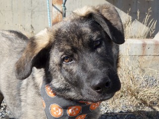 Sophie, a Adoptable mixed breed in Anaconda, MT image 1/4