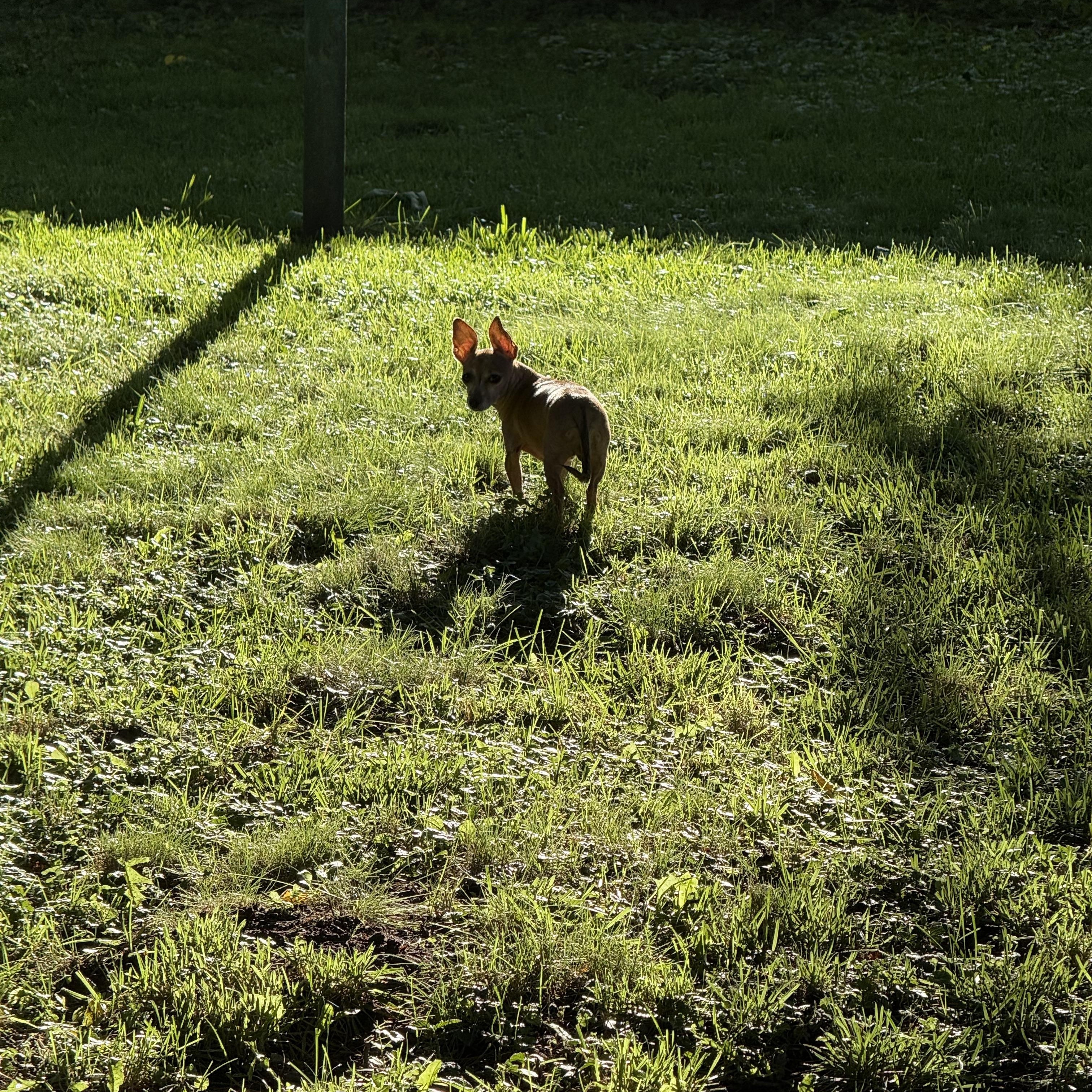 Enlarge Chicken, a ADOPTABLE Chihuahua in East Lansing, MI image 4/5