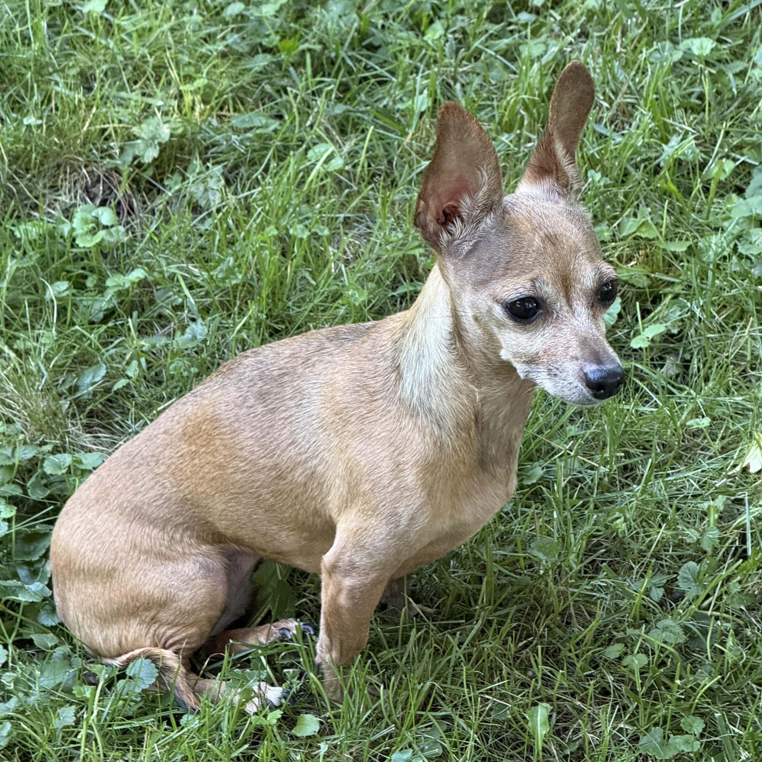 Chicken, ADOPTABLE, Adult Female Chihuahua.