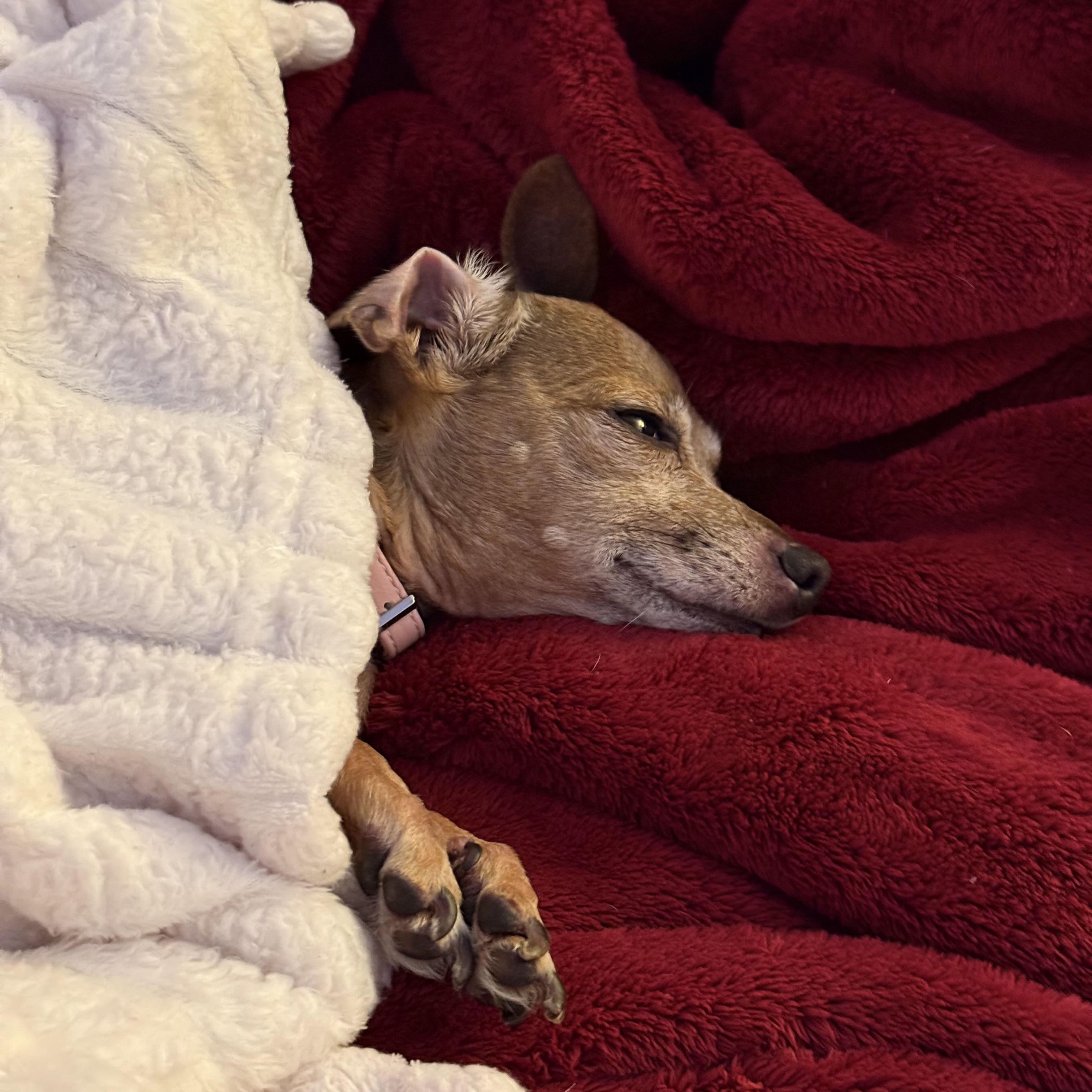 Enlarge Chicken, a ADOPTABLE Chihuahua in East Lansing, MI image 2/5