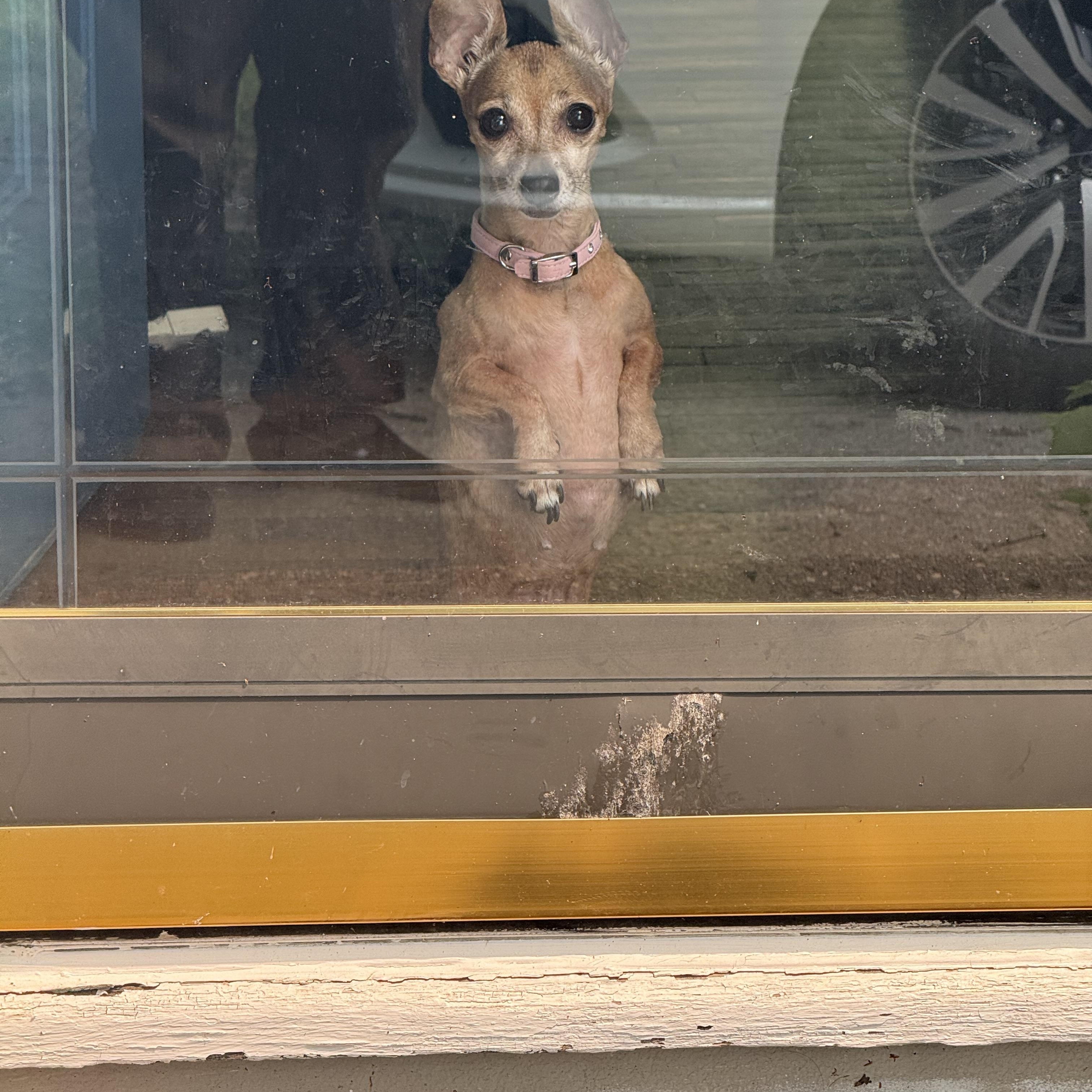 Enlarge Chicken, a ADOPTABLE Chihuahua in East Lansing, MI image 3/5
