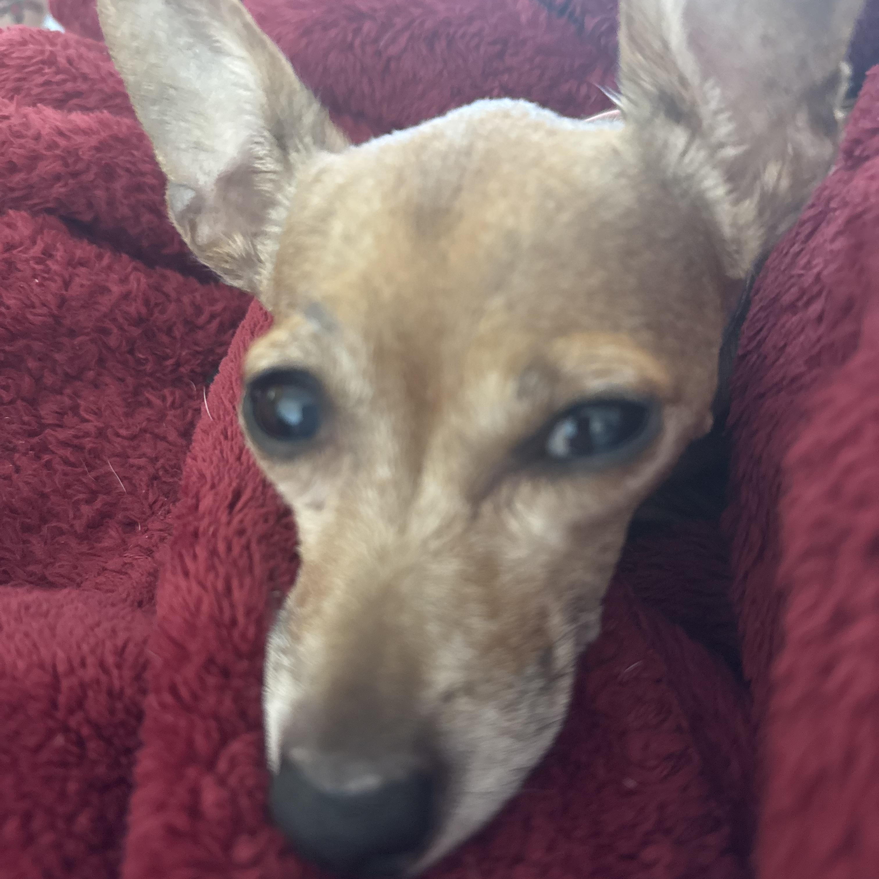 Enlarge Chicken, a ADOPTABLE Chihuahua in East Lansing, MI image 5/5