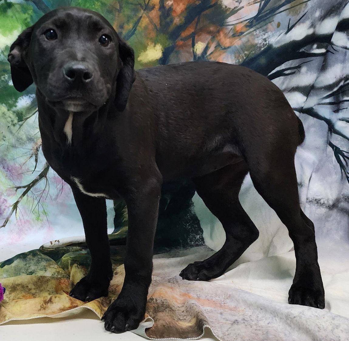 260094  Vodka, Adopted, Puppy Female American Bulldog & Labrador Retriever.