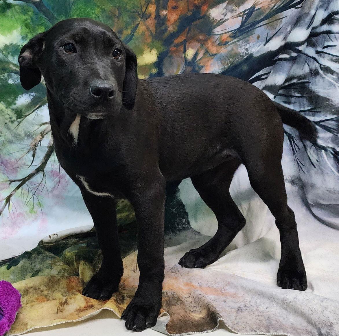 Enlarge 260094  Vodka, a Adopted mixed breed in Wetumpka, AL image 2/3