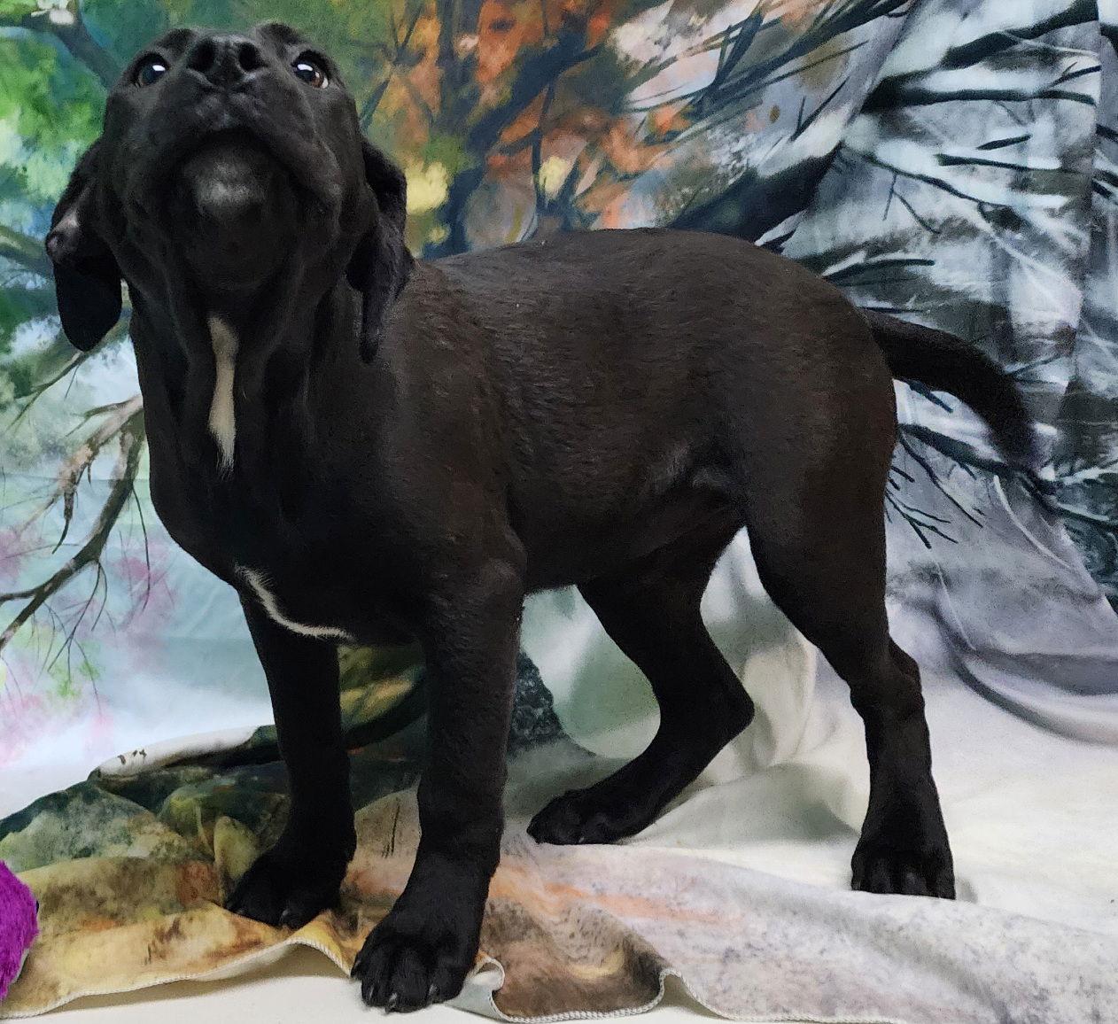 Enlarge 260094  Vodka, a Adopted mixed breed in Wetumpka, AL image 3/3