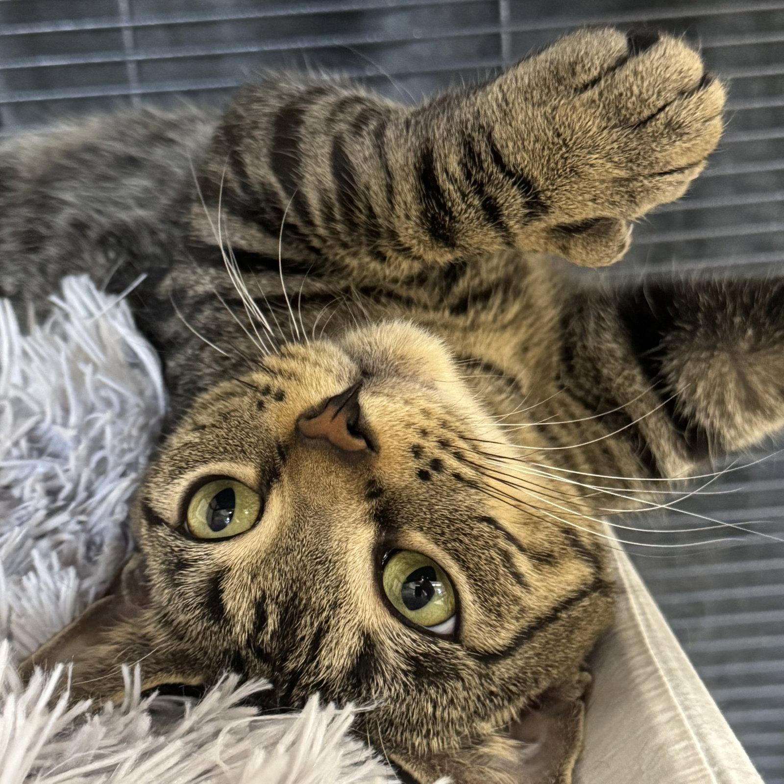 Sprinkles, Adoptable, Young Female Domestic Short Hair.