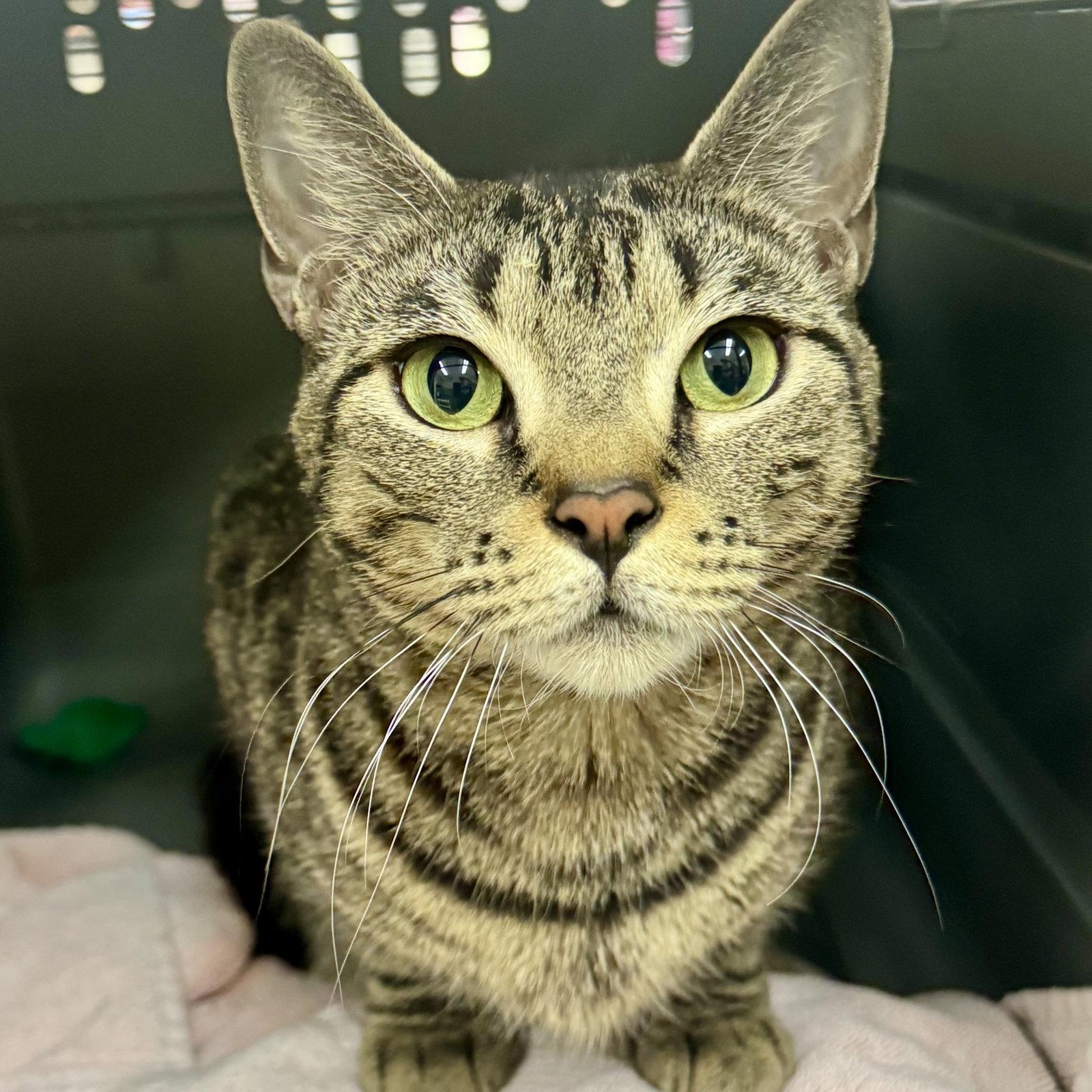 Enlarge Sprinkles, a Adoptable Domestic Short Hair in Winchendon, MA image 2/2