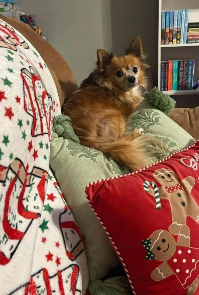 Hercules, adopted, Senior Male Pomeranian.