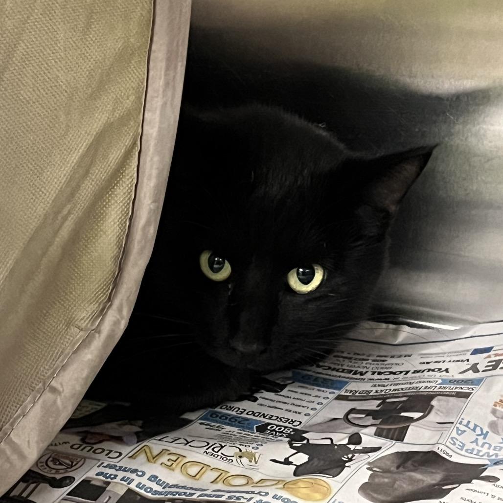 Enlarge Coal, a Adoptable Domestic Short Hair in Pauls Valley, OK image 1/1