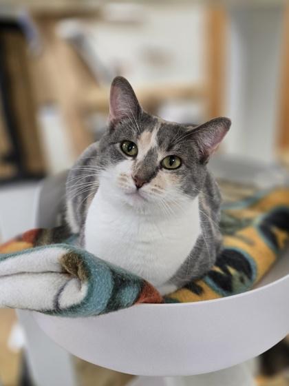 Enlarge Peach, a Adoptable mixed breed in Woodstock, IL image 1/3