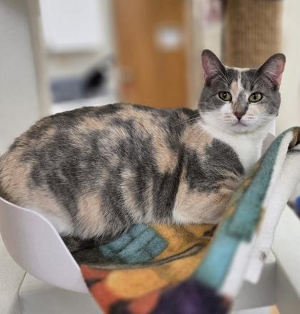 Enlarge Peach, a Adoptable mixed breed in Woodstock, IL image 2/3