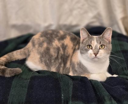 Enlarge Peach, a Adoptable mixed breed in Woodstock, IL image 3/3