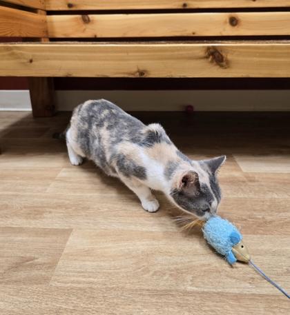 Enlarge Peach, a Adoptable mixed breed in Woodstock, IL image 1/3