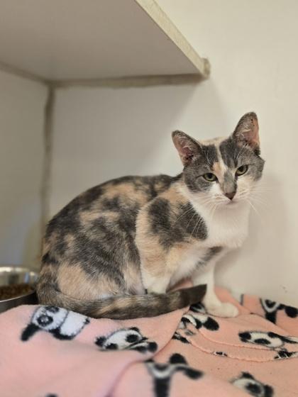 Peach, Adoptable, Adult Female Domestic Short Hair.
