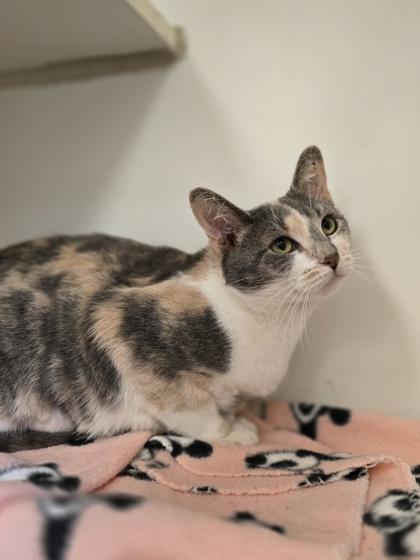 Enlarge Peach, a Adoptable mixed breed in Woodstock, IL image 3/3