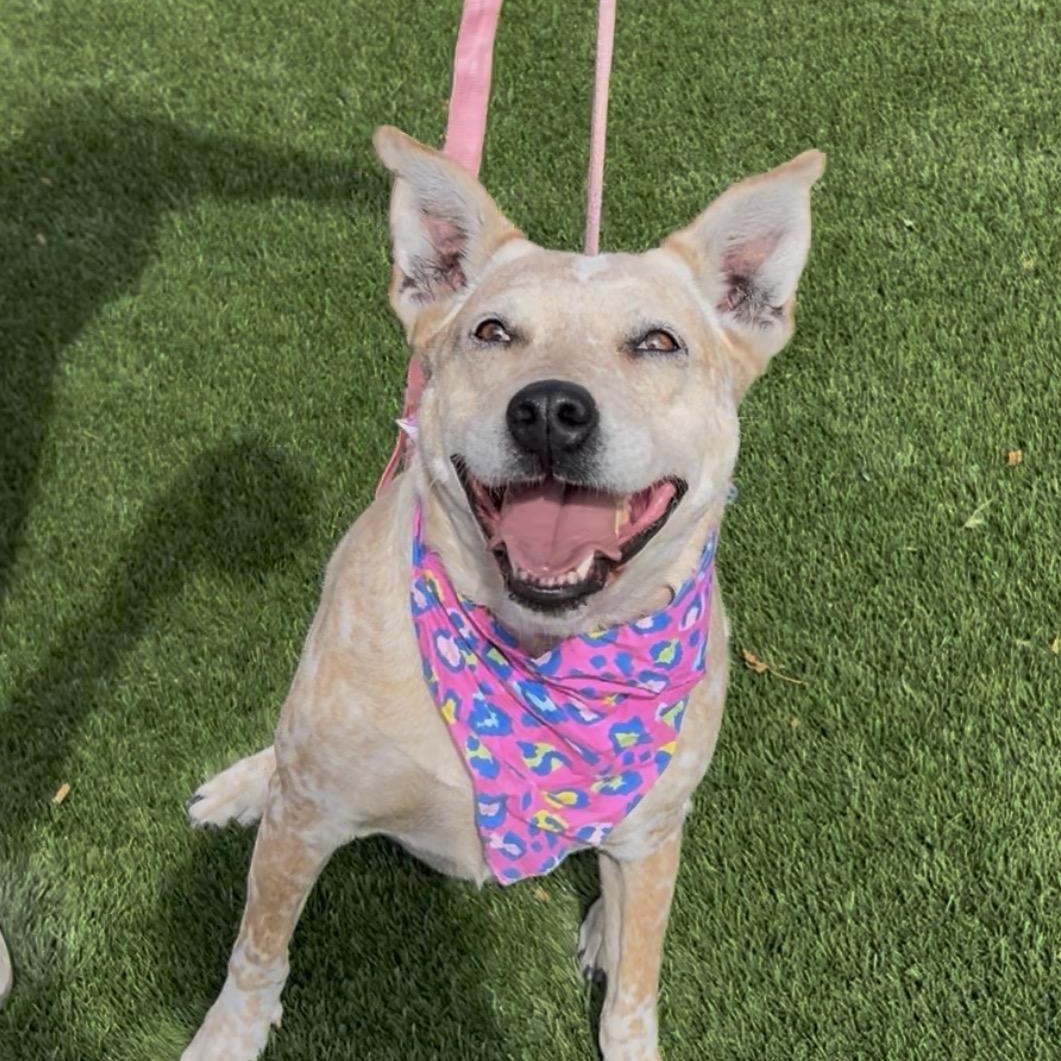 C-Dog, Adoptable, Adult Female Cattle Dog.