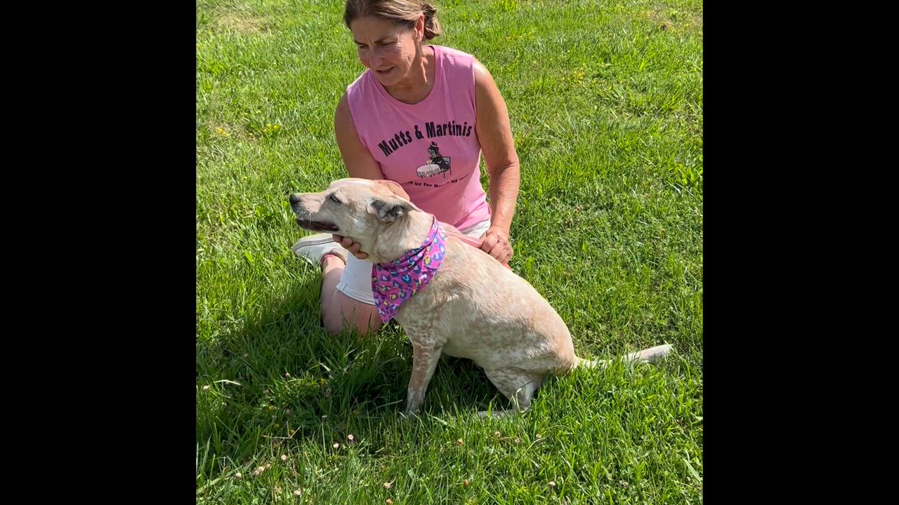Enlarge C-Dog, a Adoptable mixed breed in Woodland, CA video 1/2