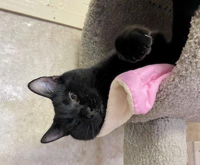 Neo, an adopted Domestic Short Hair in Palmyra, VA image 1/6