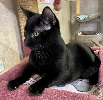 Neo, an adopted Domestic Short Hair in Palmyra, VA image 2/6