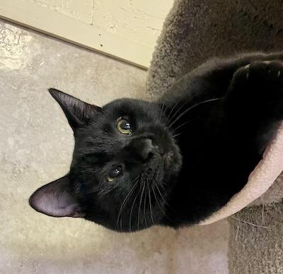 Neo, an adopted Domestic Short Hair in Palmyra, VA image 3/6