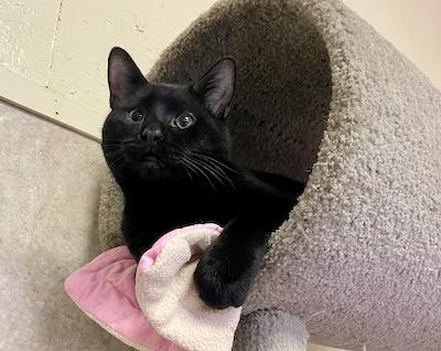 Neo, an adopted Domestic Short Hair in Palmyra, VA image 4/6