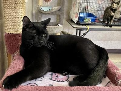 Neo, an adopted Domestic Short Hair in Palmyra, VA image 5/6