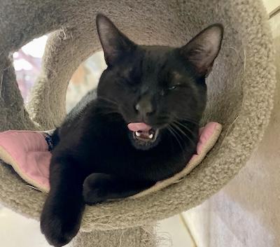 Neo, an adopted Domestic Short Hair in Palmyra, VA image 6/6