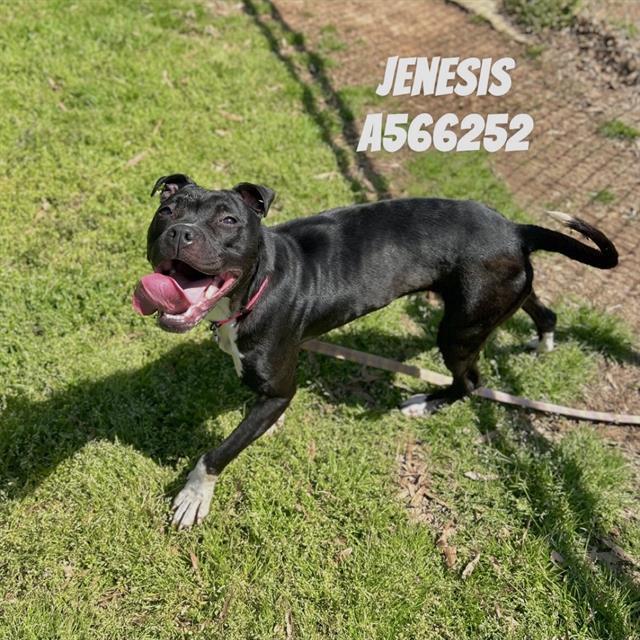 Enlarge JENESIS, a Adoptable mixed breed in Huntsville, AL image 1/1