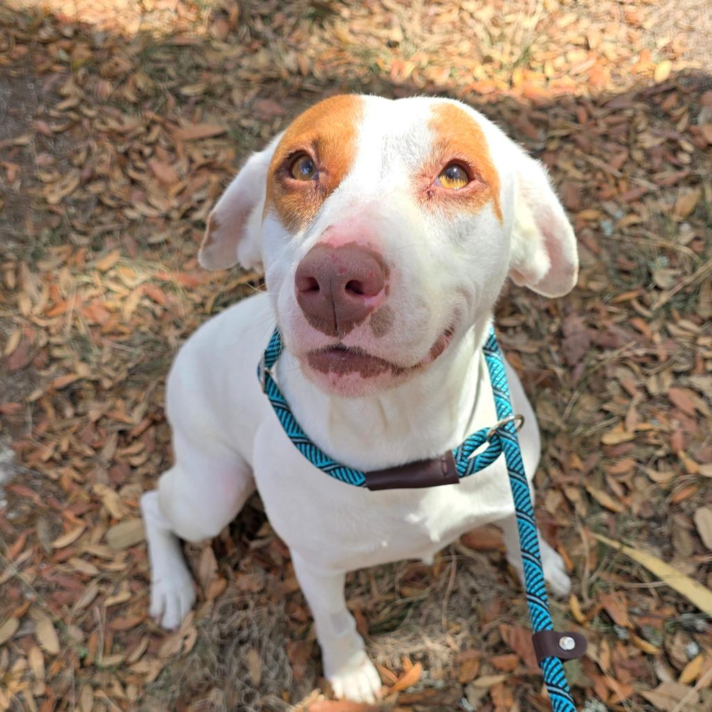 Enlarge Cleo, a Adoptable Mixed Breed in Williston, FL image 2/3