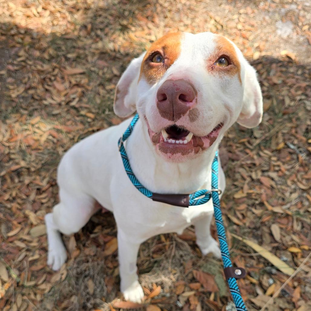 Enlarge Cleo, a Adoptable Mixed Breed in Williston, FL image 3/3