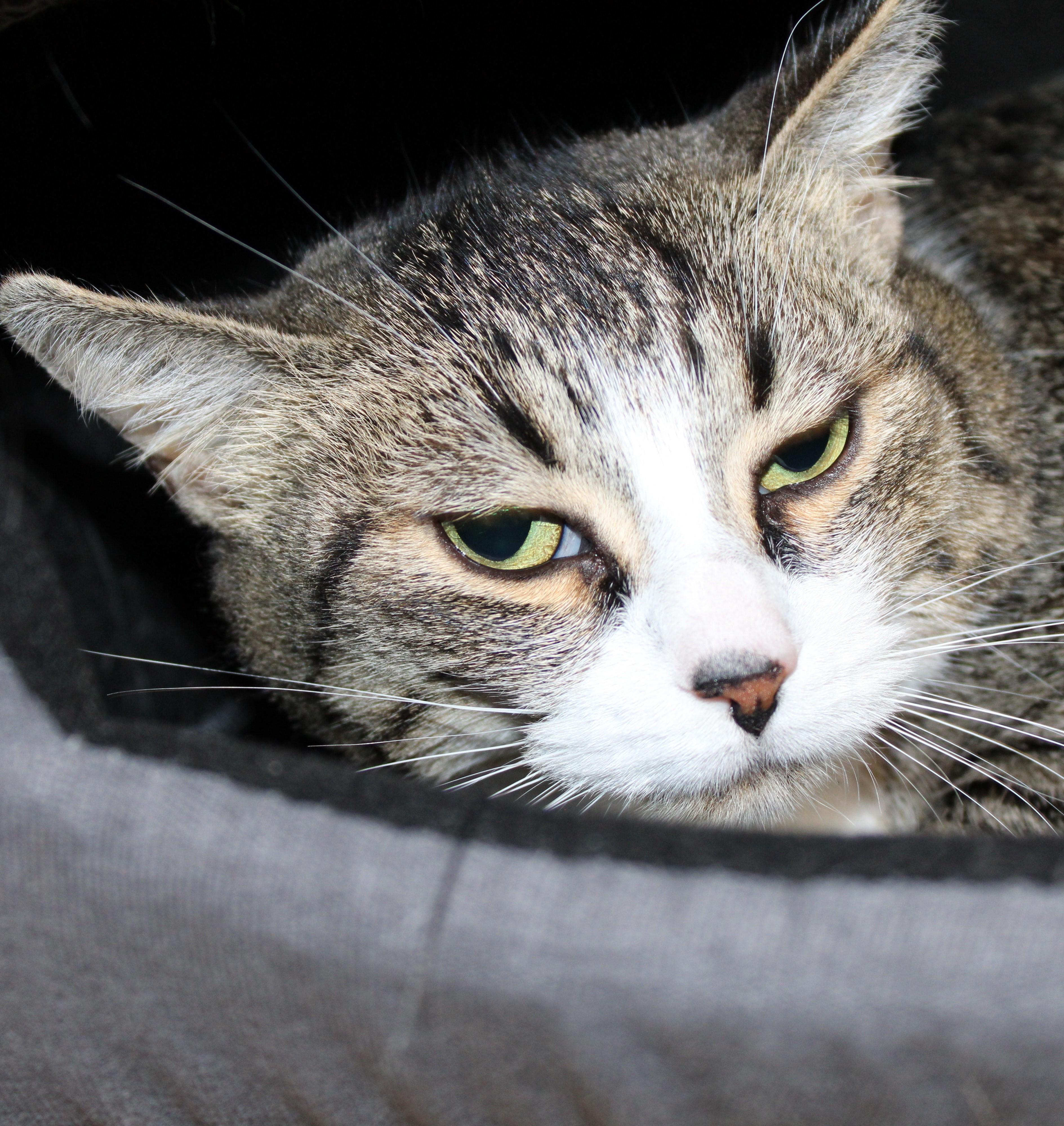 Enlarge Dorothea, an adopted Domestic Short Hair in Mississauga, ON image 3/5