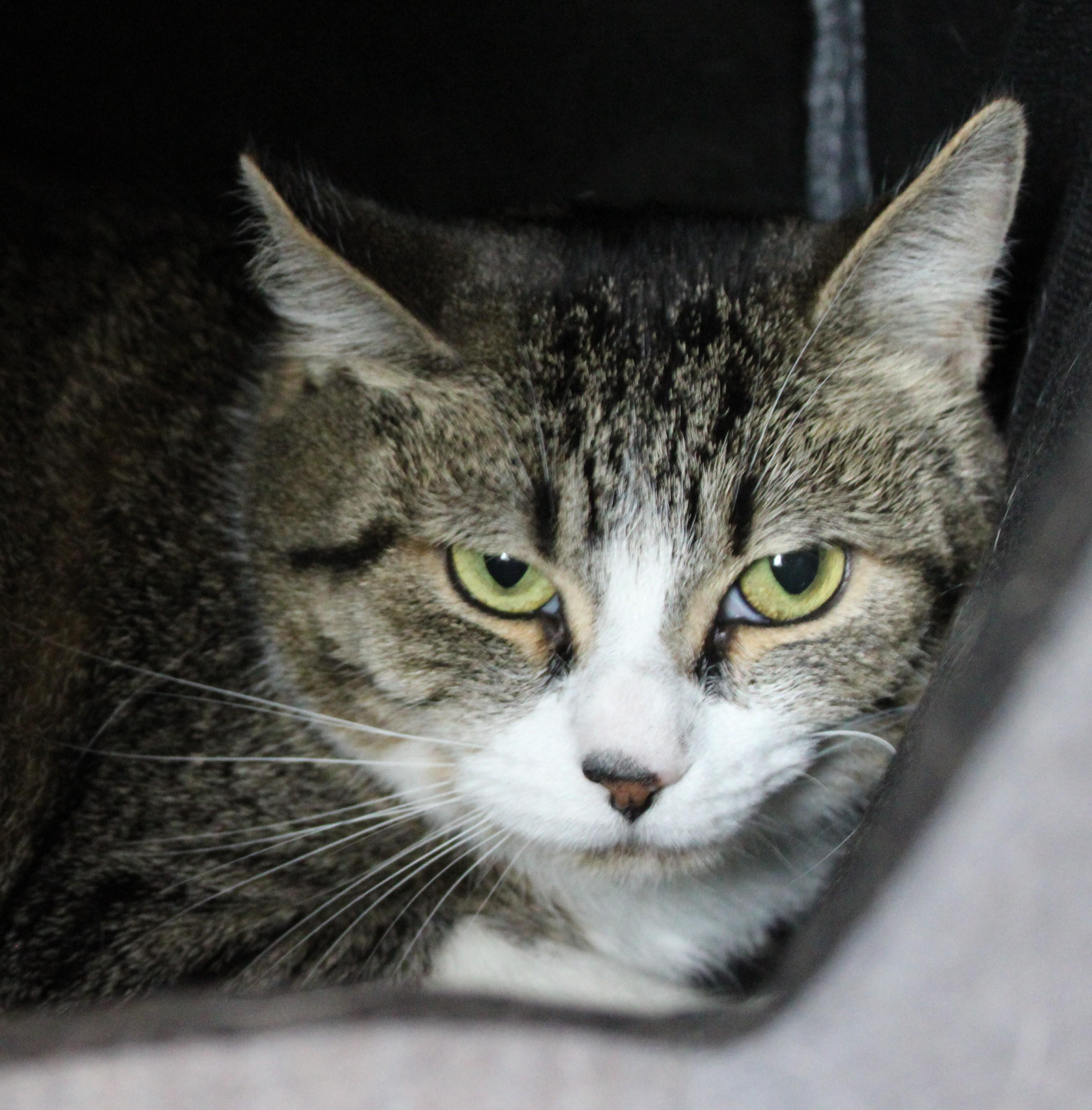 Enlarge Dorothea, an adopted Domestic Short Hair in Mississauga, ON image 4/5