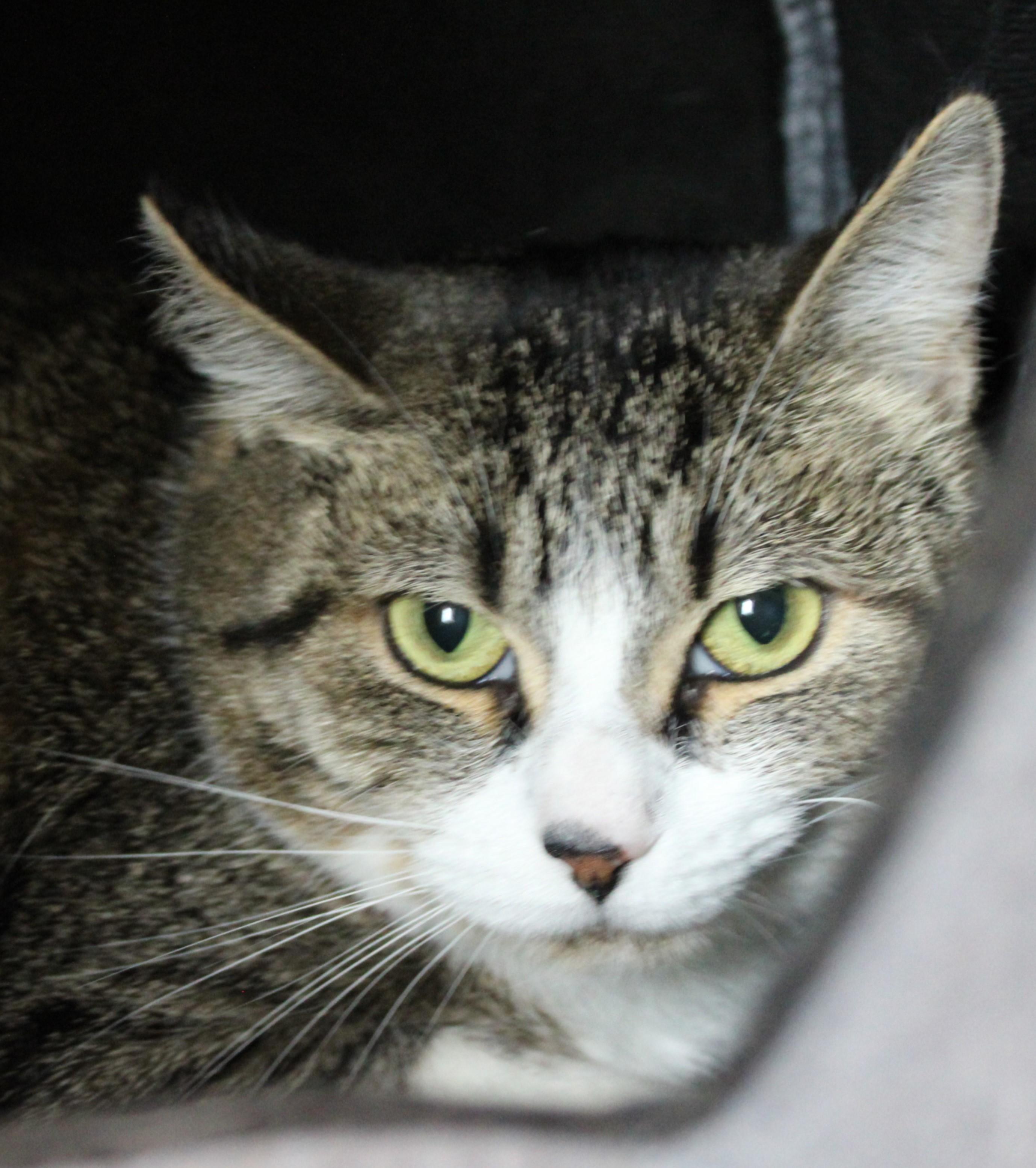 Enlarge Dorothea, an adopted Domestic Short Hair in Mississauga, ON image 2/5
