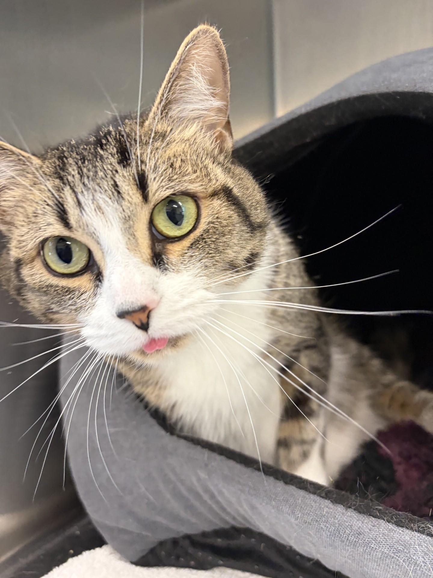Dorothea, adopted, Adult Female Domestic Short Hair.