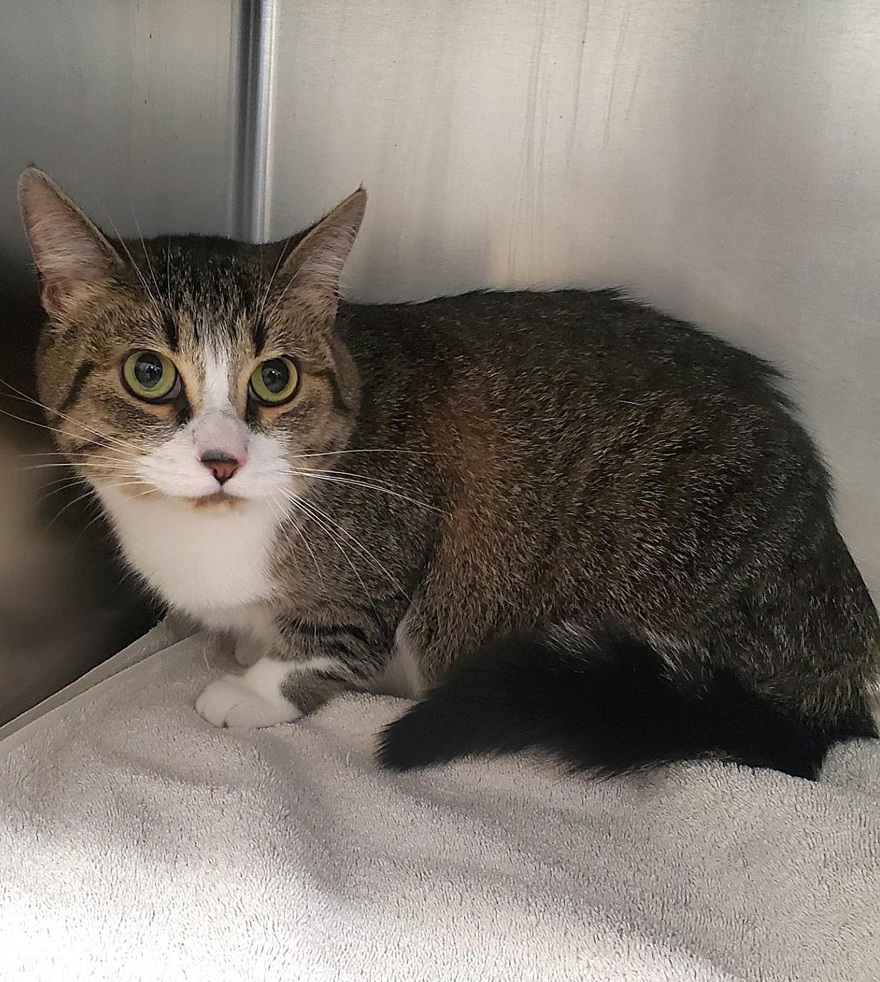 Enlarge Dorothea, an adopted Domestic Short Hair in Mississauga, ON image 5/5