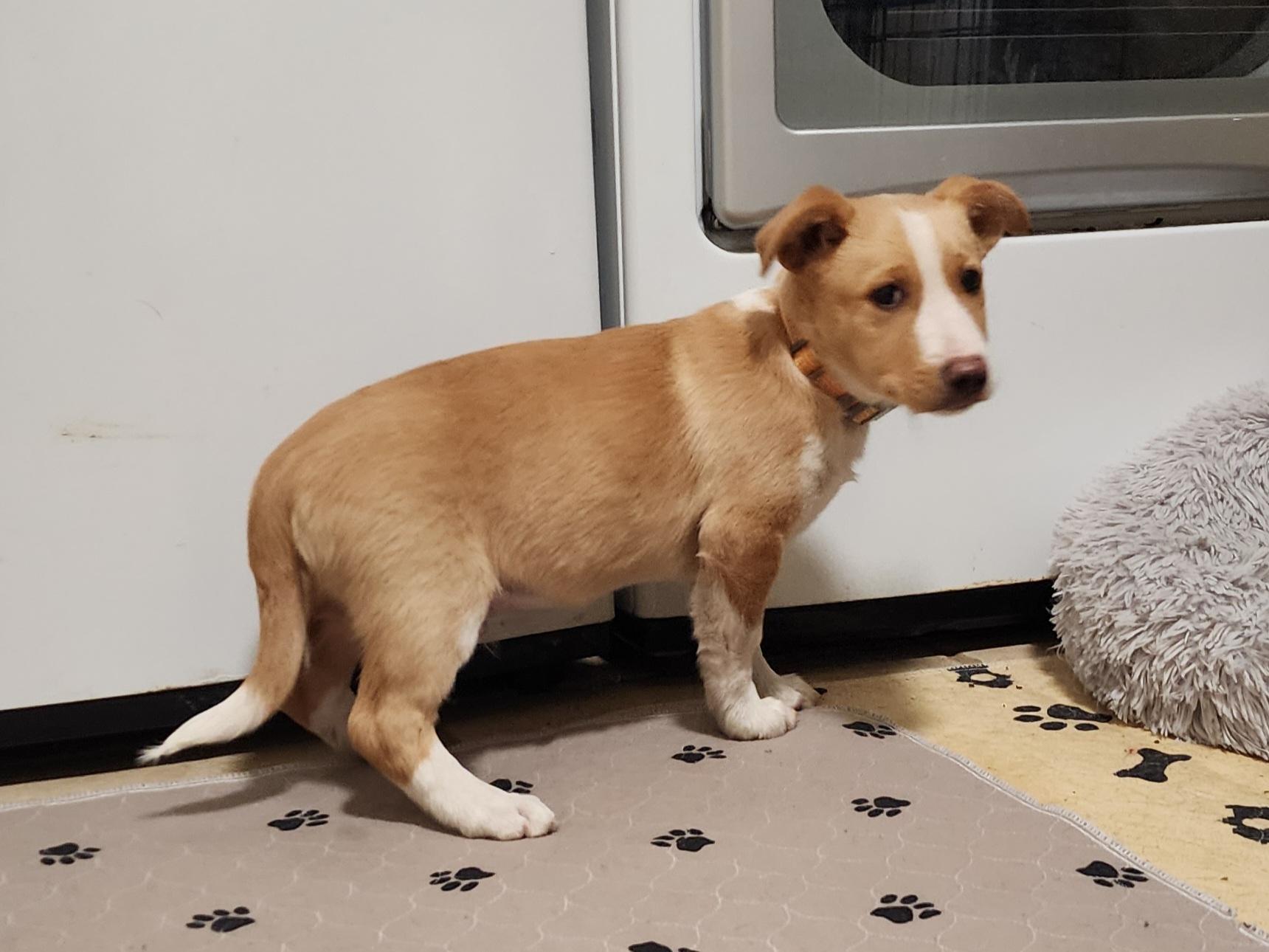 Enlarge Ralphie, a Adoptable Pembroke Welsh Corgi in Houston, TX image 2/3