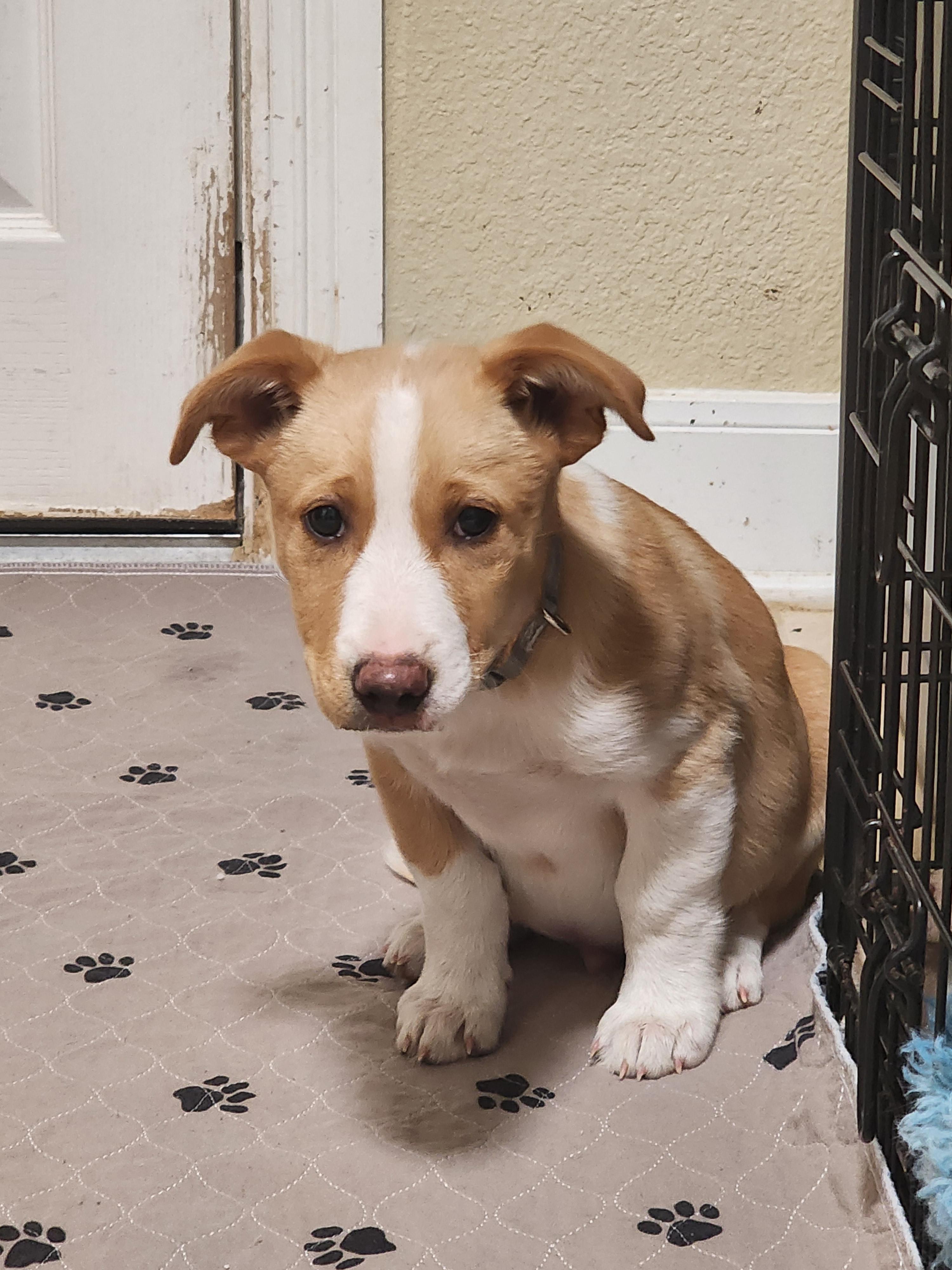 Enlarge Ralphie, a Adoptable Pembroke Welsh Corgi in Houston, TX image 3/3