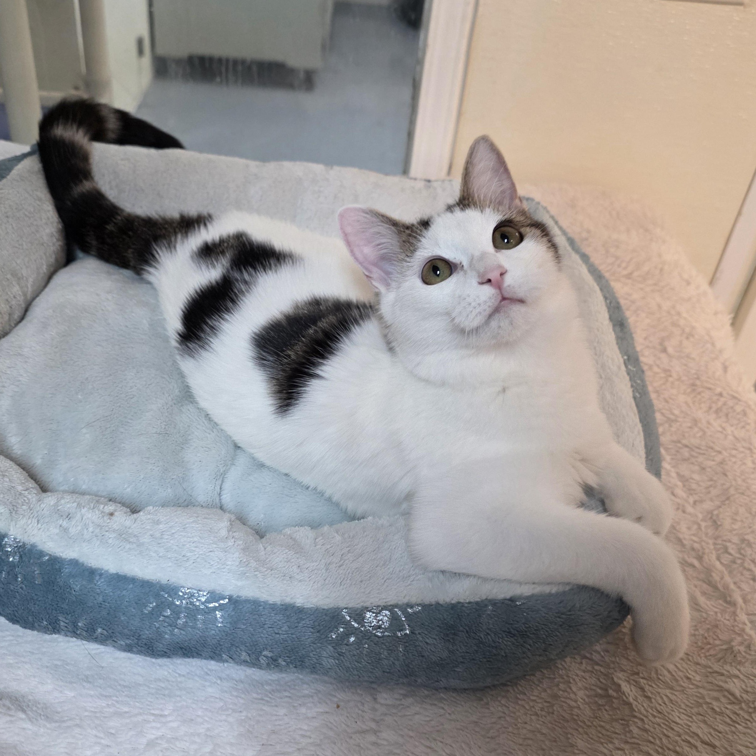 Enlarge Meowzart, a Adoptable mixed breed in Greensboro, NC image 3/6