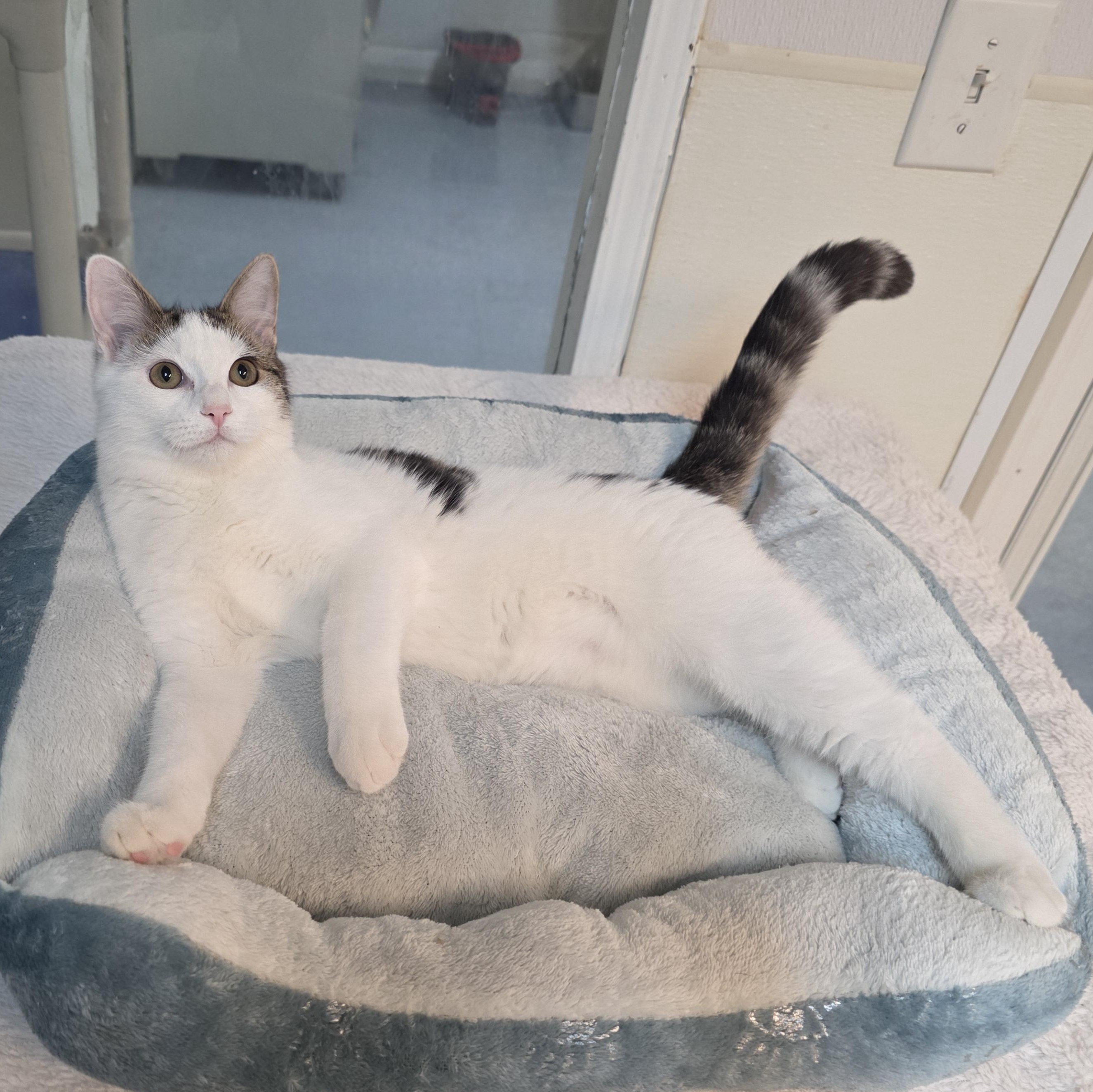 Enlarge Meowzart, a Adoptable mixed breed in Greensboro, NC image 6/6