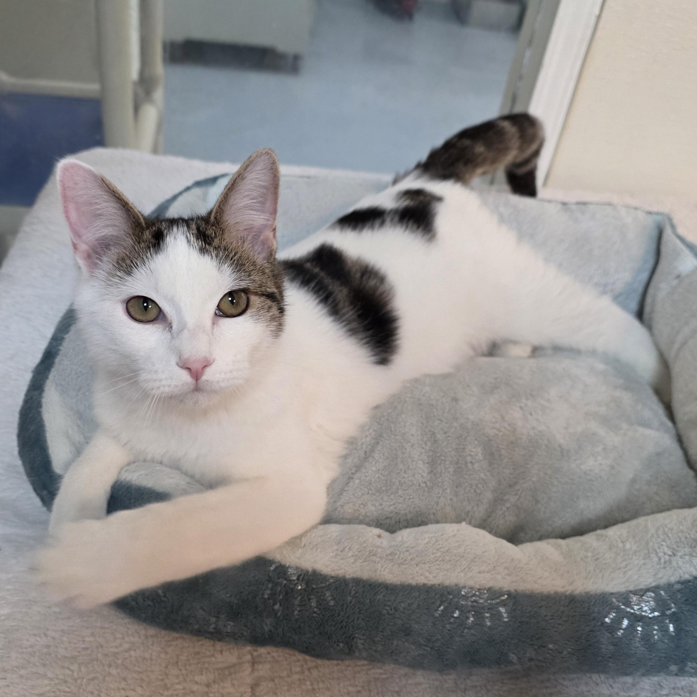 Enlarge Meowzart, a Adoptable mixed breed in Greensboro, NC image 4/6