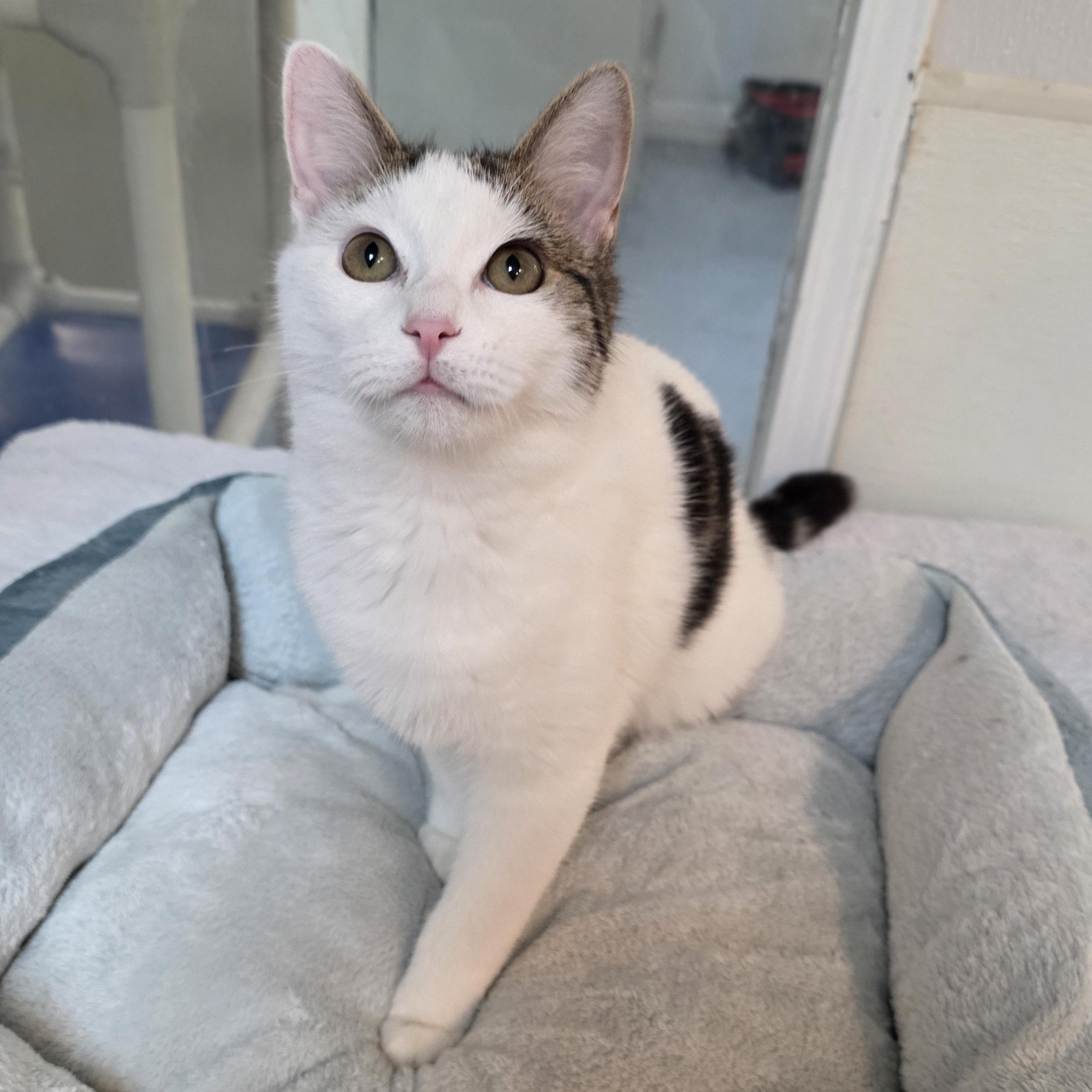 Meowzart, Adoptable, Young Male Domestic Short Hair.