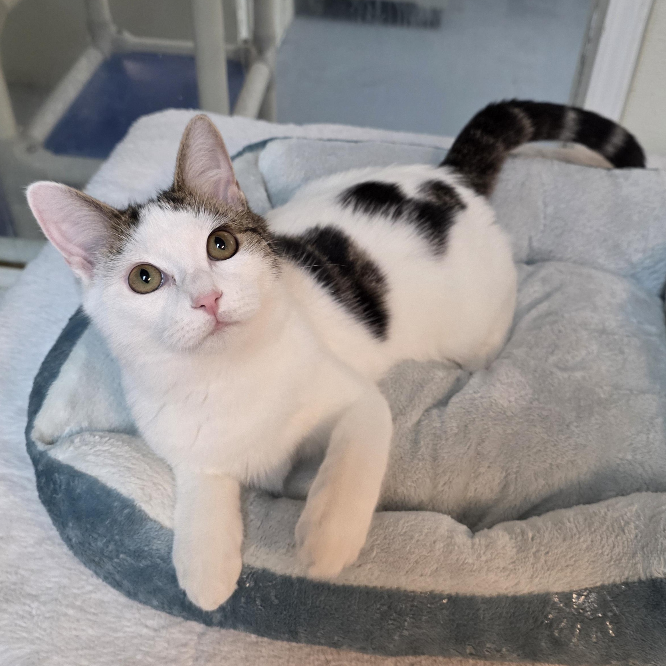 Enlarge Meowzart, a Adoptable mixed breed in Greensboro, NC image 2/6