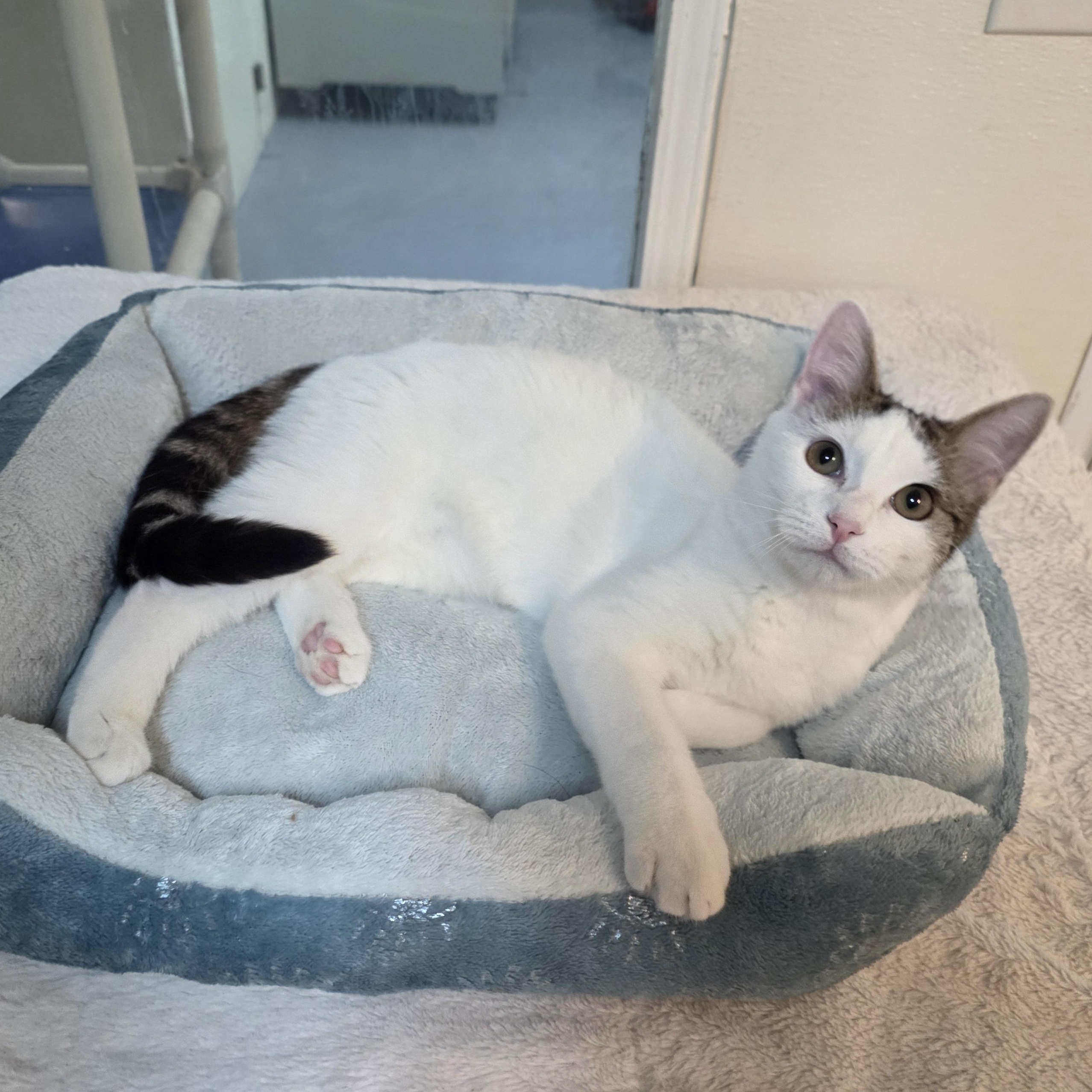 Enlarge Meowzart, a Adoptable mixed breed in Greensboro, NC image 5/6
