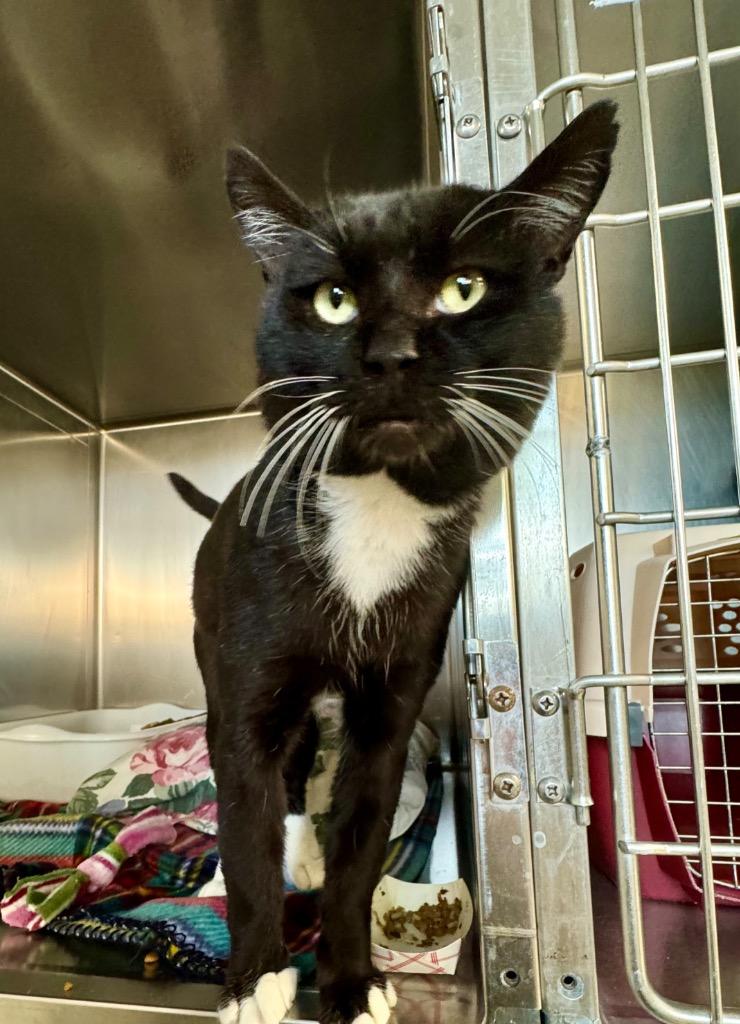 Dante, Adoptable, Adult Male Domestic Short Hair.